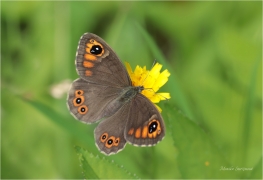 <p>OKÁČ JEČMÍNKOVÝ (Lasiommata maera) Slovensko - Vysoké Tatry ---- /Large wall brown - Braunauge/</p>